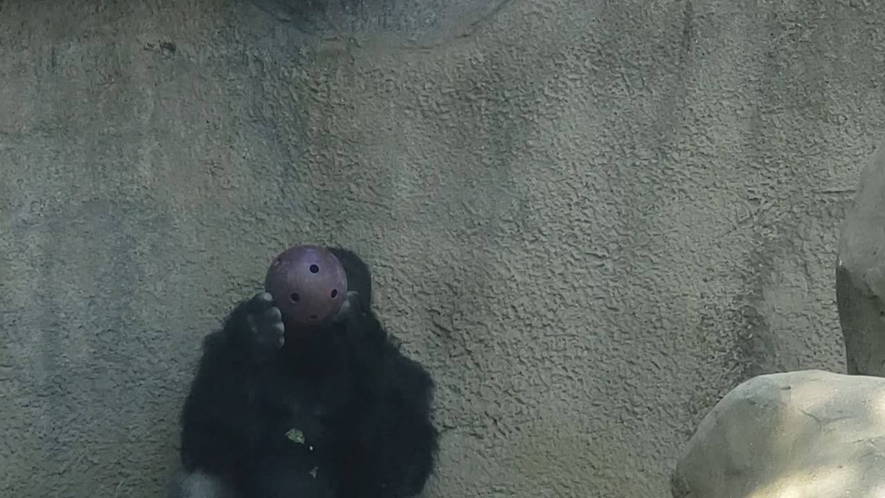 Gorilla Trying to Eat Food from Food Ball