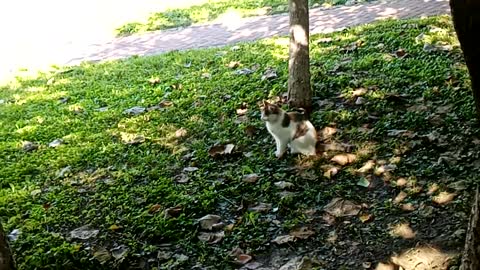 Stray cat enjoying tree shade