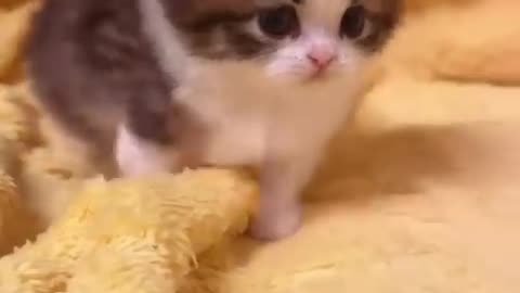 Cute and funny cat #cat #cute #kitten #pets #meow#shorts #dog