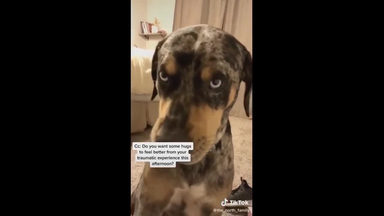 OMG! How Much Intelligent these pets