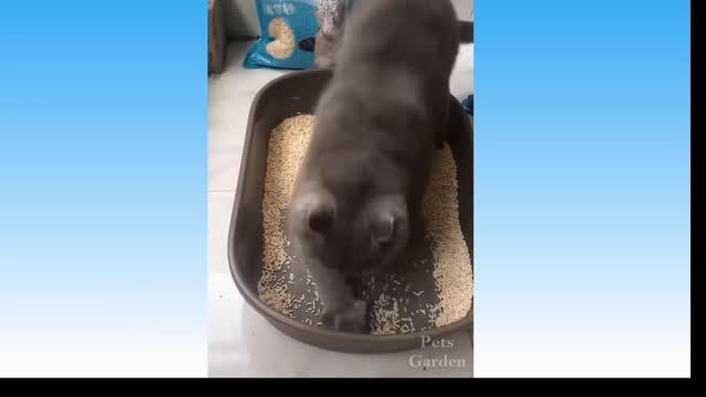 cute and funny dog and cat compilation