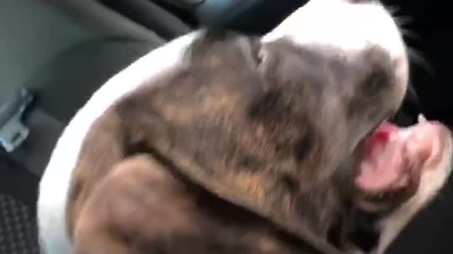 My PitBull Puppy jamming