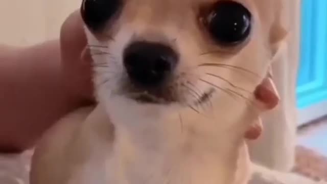 cute dog