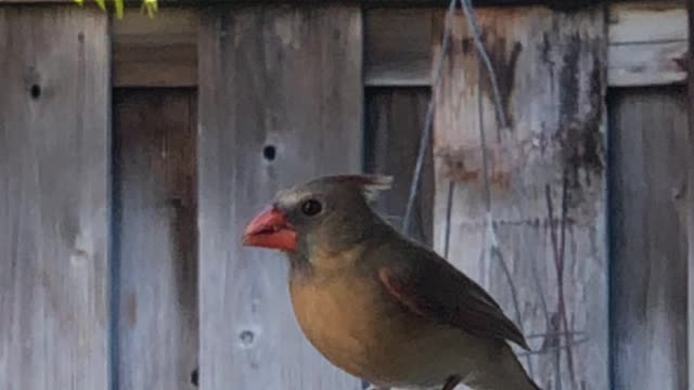 #Back Yard Birds Hawai’i Chirpy Girl