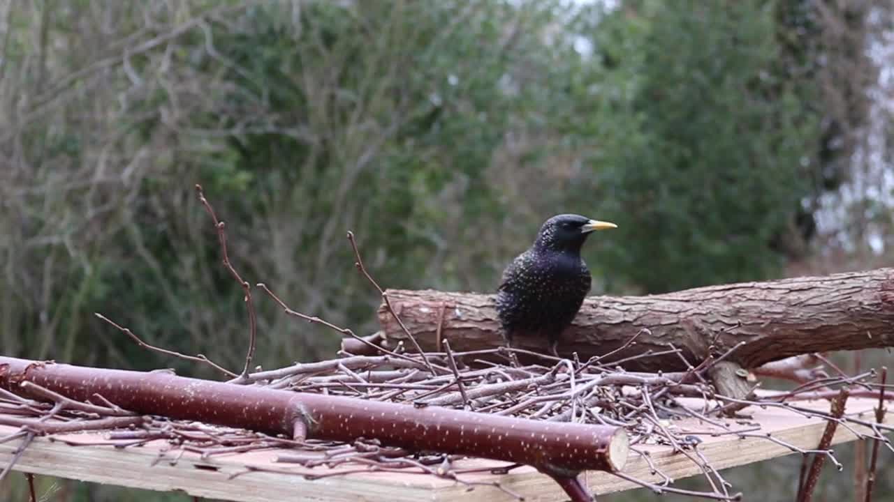 bird-starling-perched-feathers-