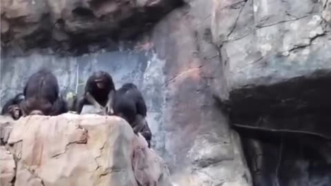 Apes theatrical performance for paying audience 🤣