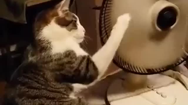 Is Cat stop the fan..??????