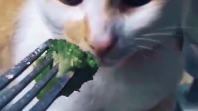 Cat funny... Uweekkk