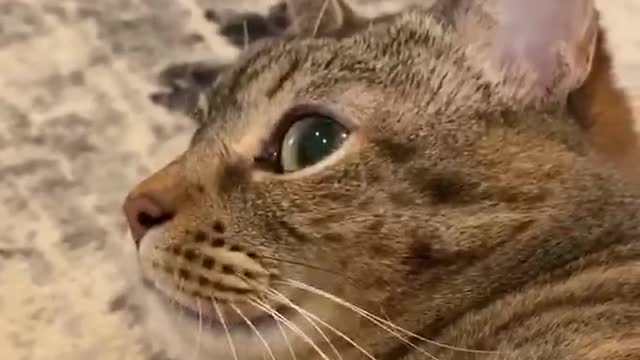 The cat that grew up in a pack of dogs