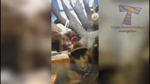 When Monkeys and Apes gone crazy! Really Funny!