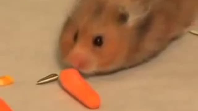 Hamster eats everything like a vacuum cleaner