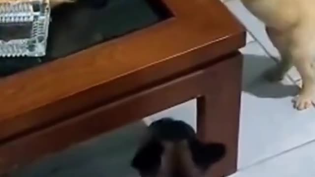 Cats know kung fu