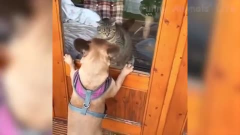 🤣 Funniest 🐶 Dogs and 😻 Cats - Awesome Funny Pet Animals Video..