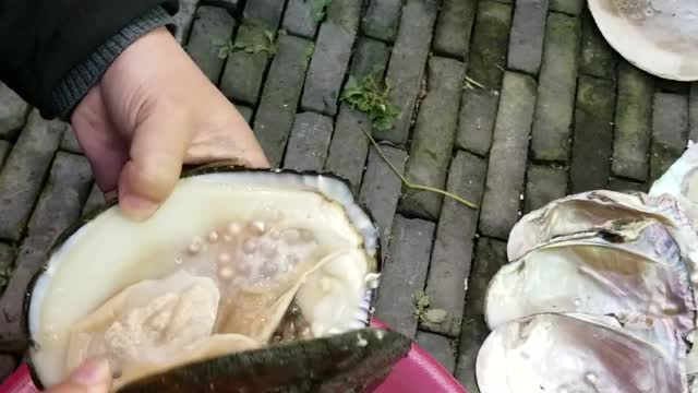 Opening a Pearl Filled Oyster