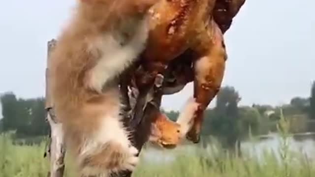 Funniest Animals Cutest video