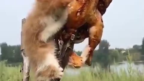Funniest Animals Cutest video