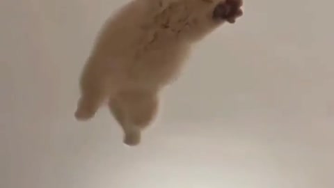 Flaying cat😸😸😸