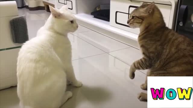 Cats talking !! these cats can speak English better than Human