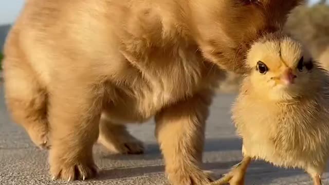 The puppy is playing with the baby chickens