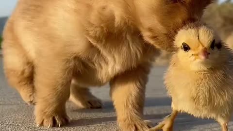 The puppy is playing with the baby chickens