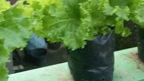 Planting vegetables in polybags