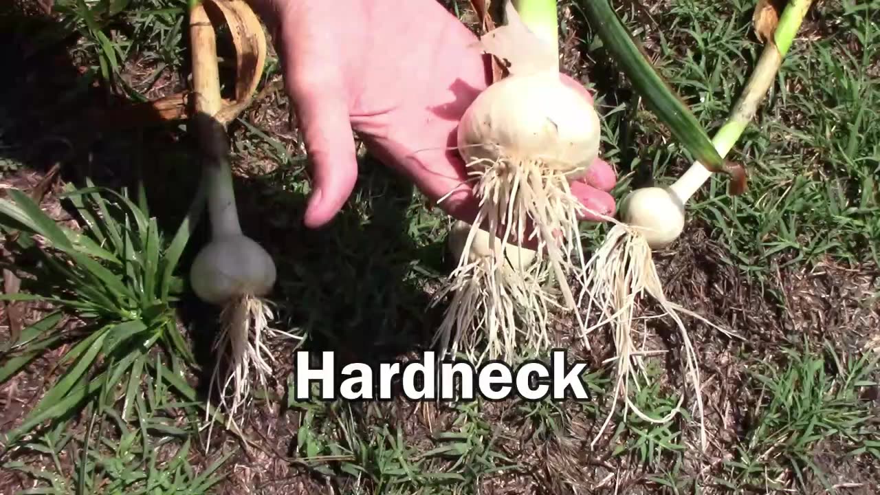 German White Porcelain Garlic Harvest