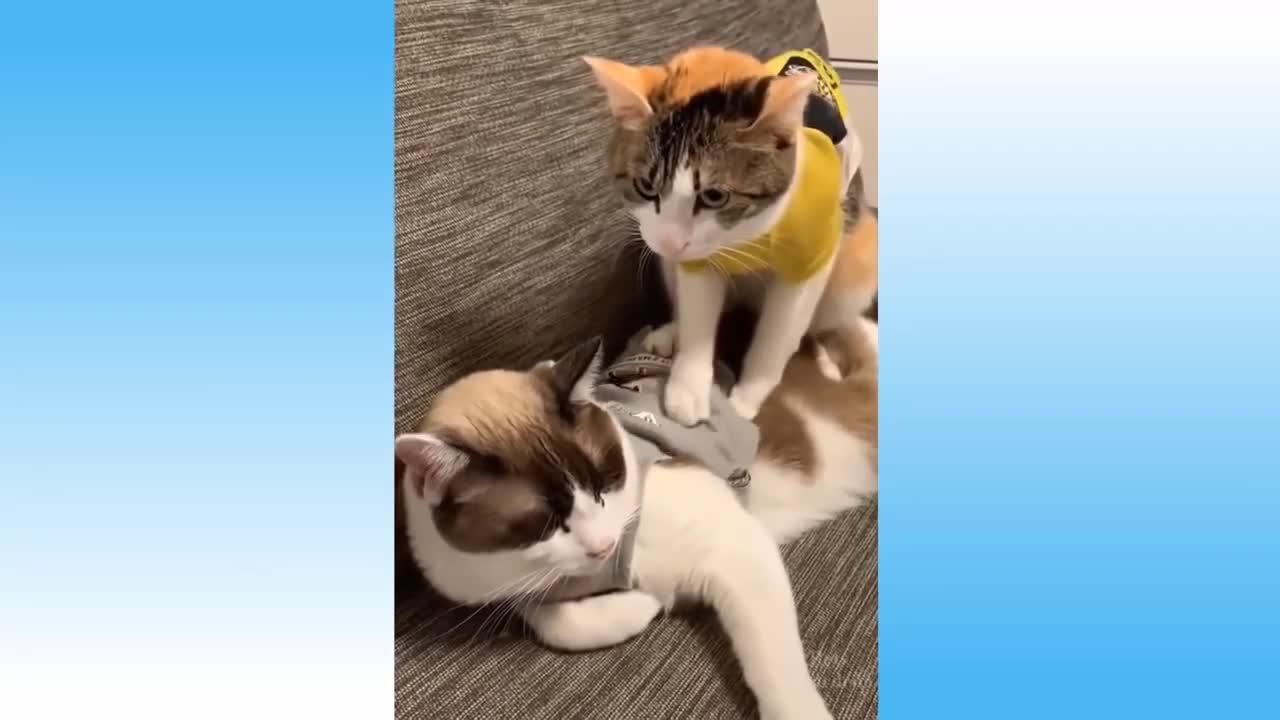 Kitten doing a relaxing massage!