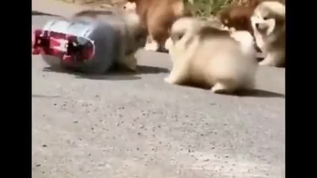 Cute baby animals Videos Compilation cute moment of the animals - Dog and Cat SOO Cute #100