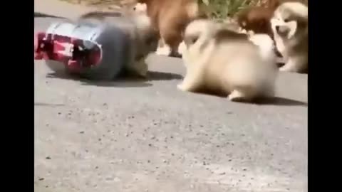 Cute baby animals Videos Compilation cute moment of the animals - Dog and Cat SOO Cute #100