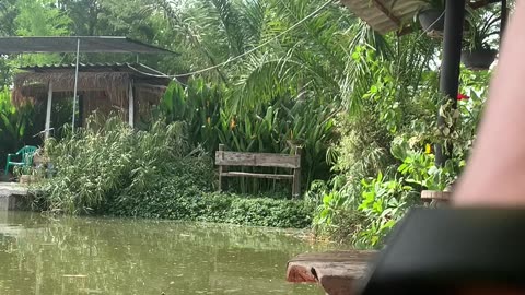 Catch Mekong Giant Cat fish