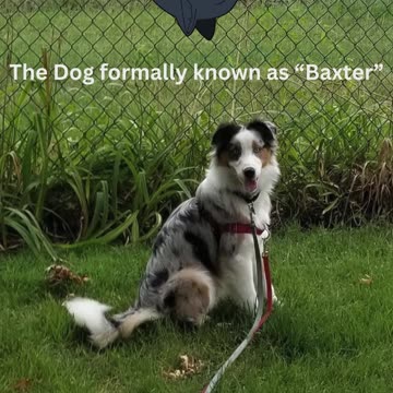 The Dog formally known as "Baxter"