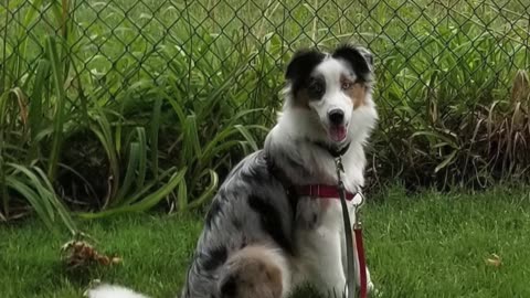 The Dog formally known as "Baxter"