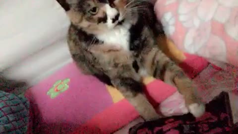 Play with cats(Zion)