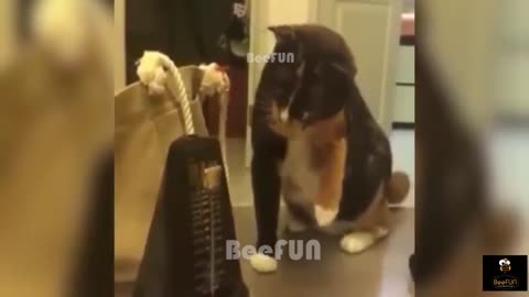 Funniest Dogs and Cats - Awesome Funny Pet Animals Videos - Try not to laugh1