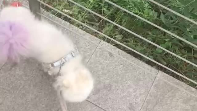 puppy climbing