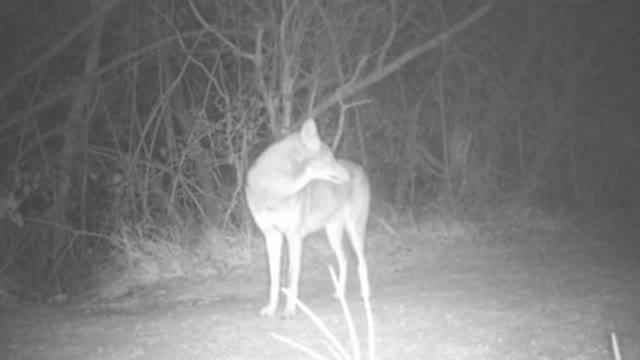 curious coyote On trail cam