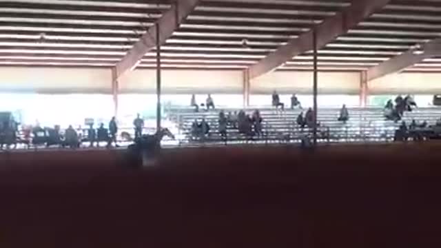 Morgan, age 14, and Toast To My Mistress, age 8,....the fall