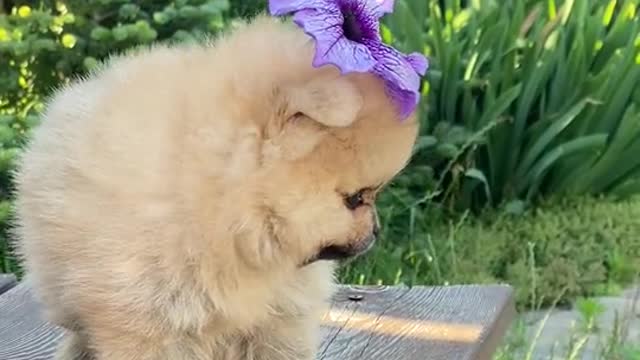 Cute baby puppy looks very lovely with flower