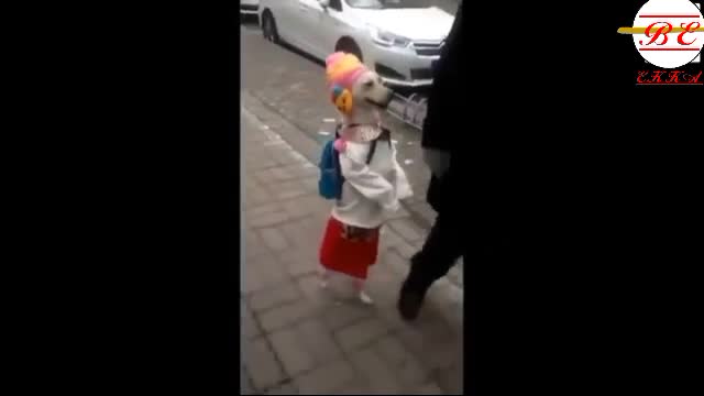 Cute and funny videos||#Short