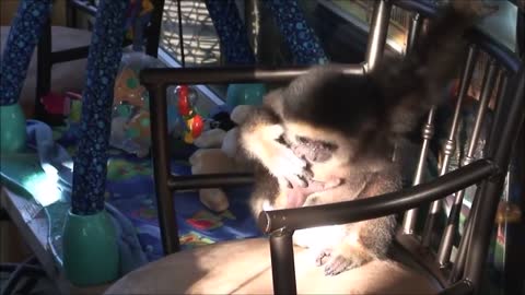 Monkey See Monkey Do! (Baby Edition) - Cutest Compilation