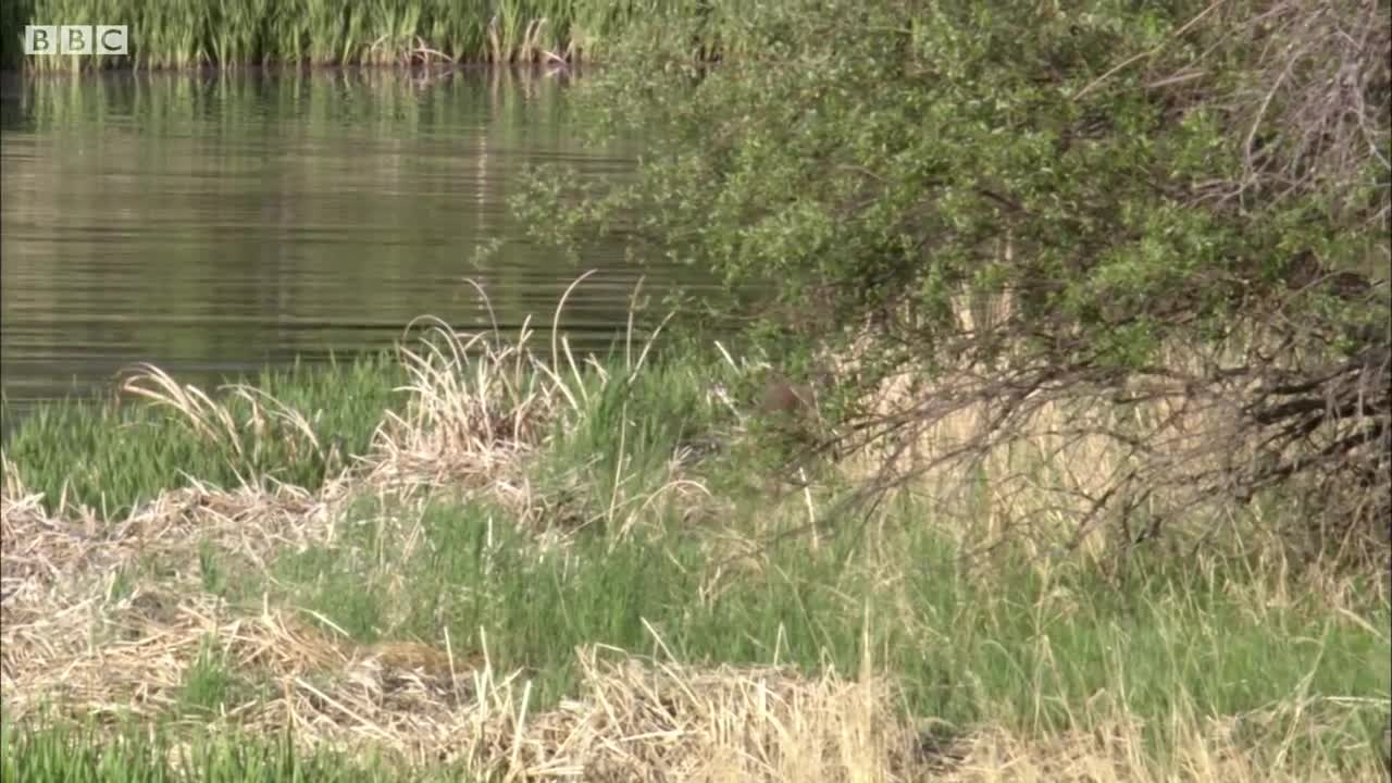 Determined Wolf Catches Young Calf | BBC Earth