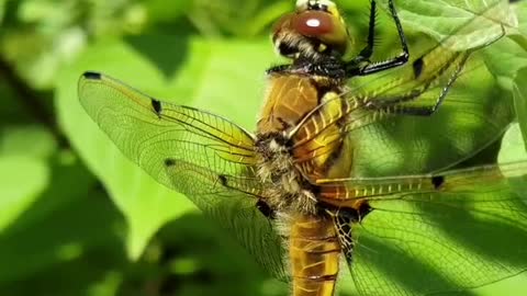 Dragonfly very close