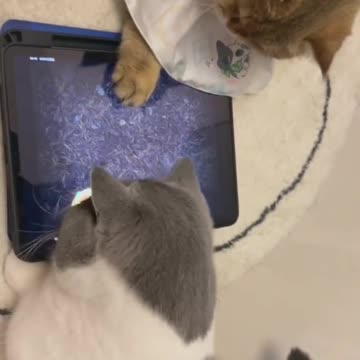 funny kiti Kids these days are always inside playing on their devices...