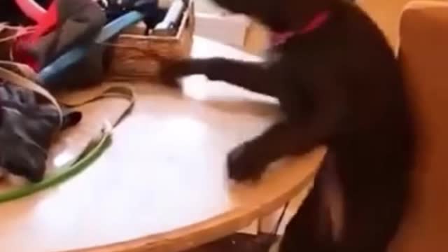 The dog tries to show attitude !! See what happens !! Try not to laugh!!