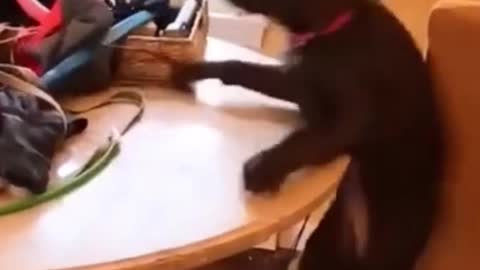 The dog tries to show attitude !! See what happens !! Try not to laugh!!