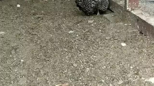 Chicken Taking An Egg