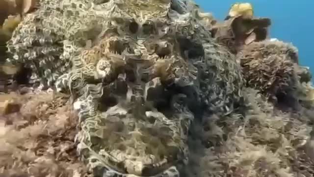 The Spotted Flathead Is An Inhabitant Of The Red Sea. | Interesting Facts #Shorts #interestingfacts