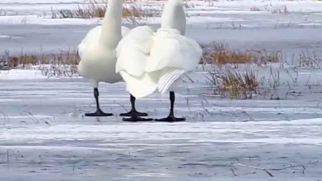 The pair of swans were so beautiful that they almost moved in unison