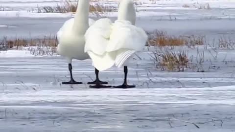 The pair of swans were so beautiful that they almost moved in unison