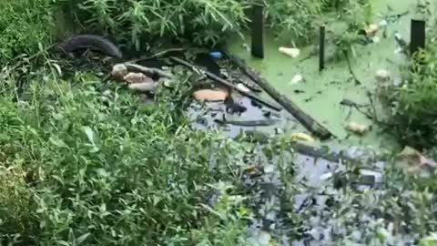 This is a beautiful and charming water-dwelling species